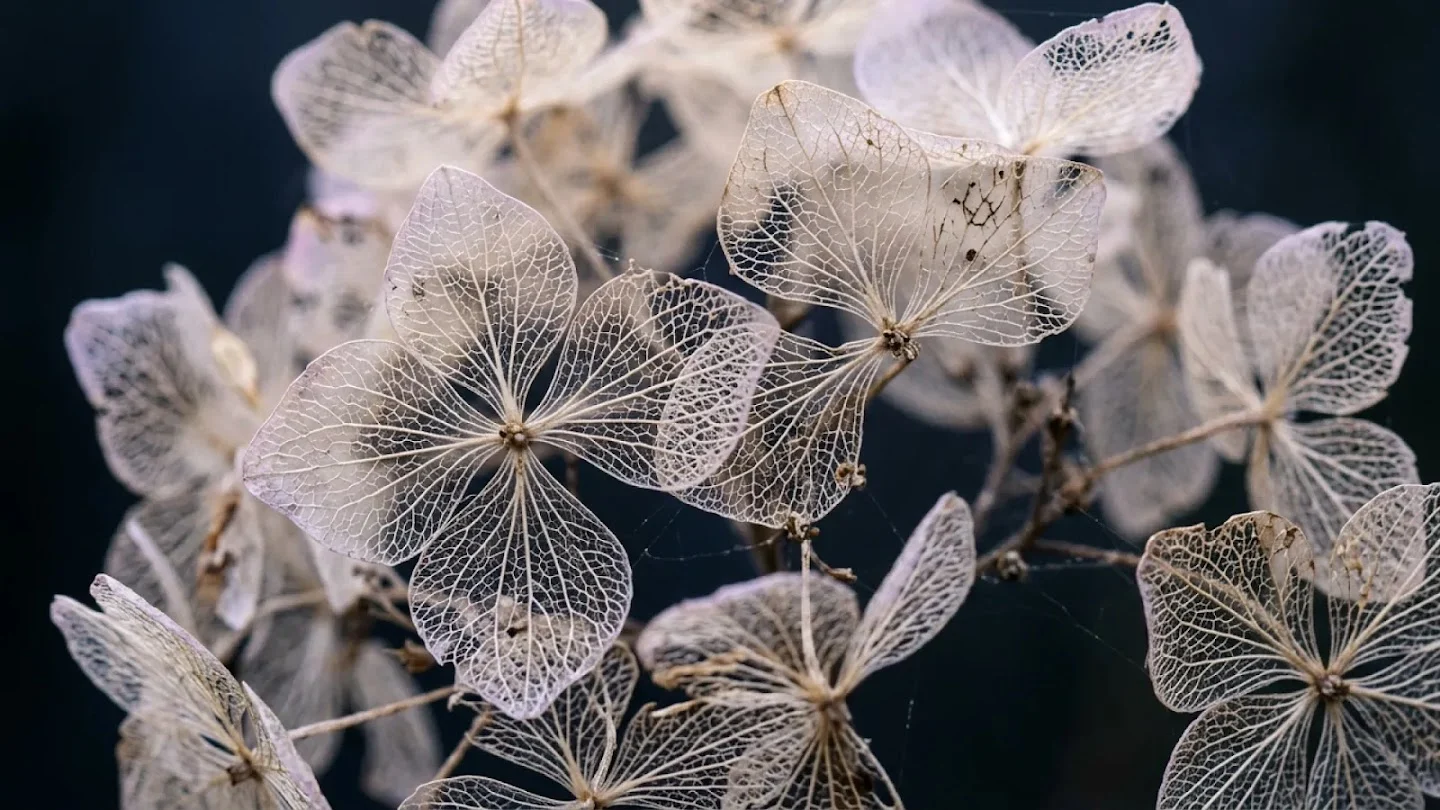 Translucent dried hydrangea petals in soft light against a deep blue background